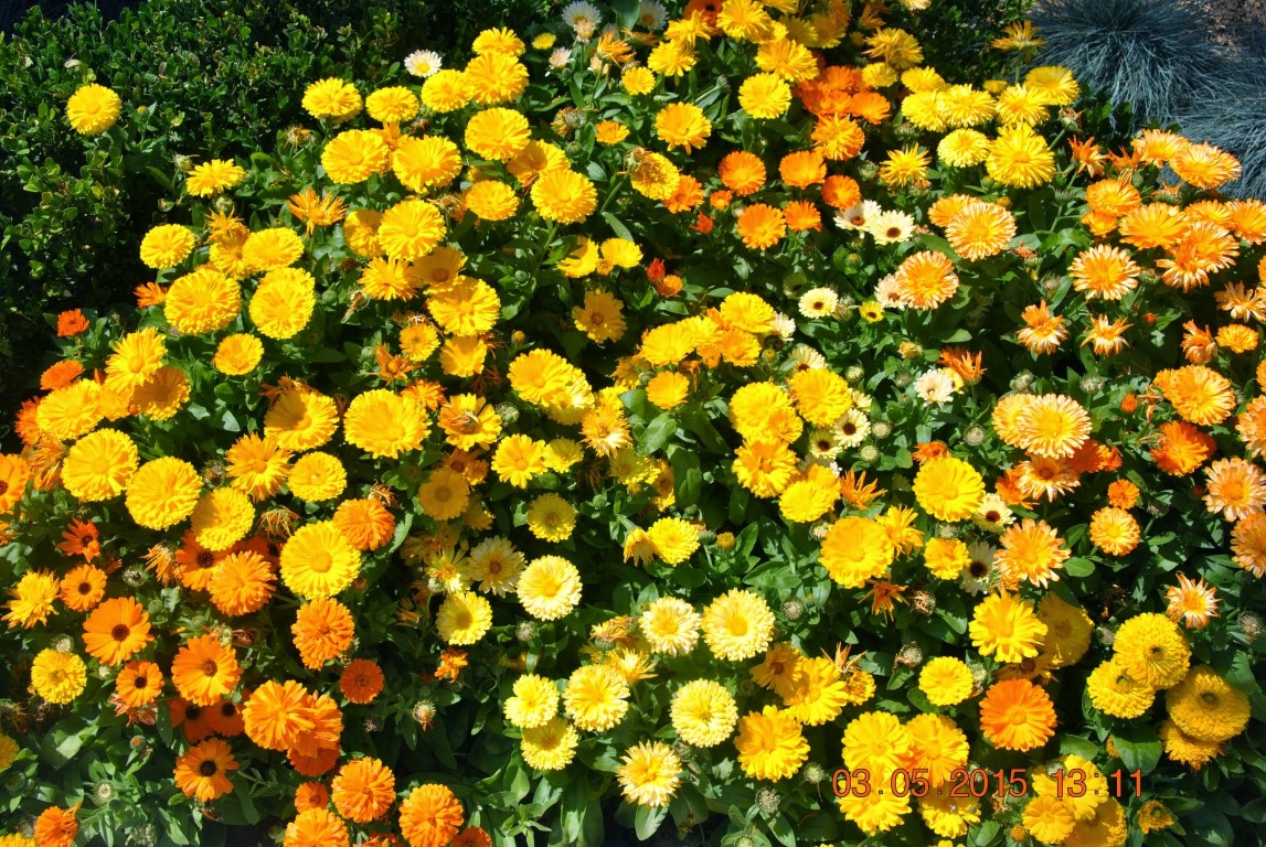 imagini hotel ROYAL HOLIDAY PALACE LARA